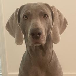 Weimaraner puppies from Rustic Moon Weimaraners