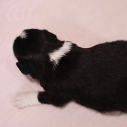 Miniature Australian Shepherd Puppies from Garay Mini Aussies