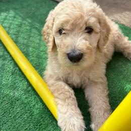 Sapphire - Golden female Double Doodle puppy in El Cajon, California from Calibear Doodles