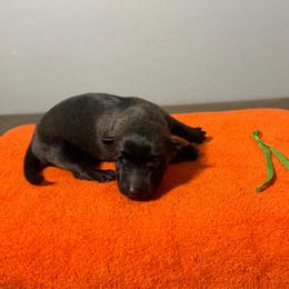Kenobi (Green) - Black sable male Belgian Malinois puppy in Buckeue, Arizona from Légende Vivante Du Chief Kennel