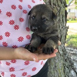 Milo - Sable male German Shepherd puppy in Humboldt, Iowa from Carlson Hill Farm