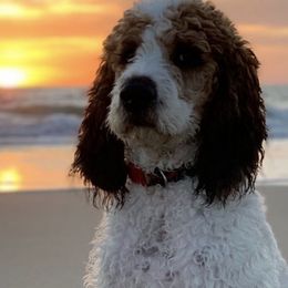 Saint Berdoodles and Saint Bernards from SeasideSaints