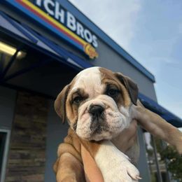 Boston Terrier, Bulldog, and French Bulldog Puppies from Willamette Valley Bullies