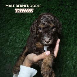 Tahoe (Red Collar) - Tri-color male Bernedoodle puppy in Palmetto Bay, Florida from SOMIDOODLES