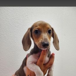 SH male 3 - Piebald male Dachshund puppy in Charlotte County, Florida from Doxie Den