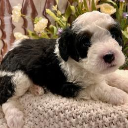 Bernedoodle and Goldendoodle Puppies from Gracie's Goldendoodles and Bernedoodles