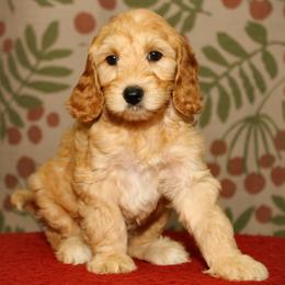 Primrose - Red female Australian Labradoodle puppy in Stanwood, Washington from Victoria Creek Australian Labradoodles