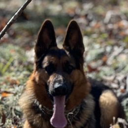 Bodie - Black and red male German Shepherd puppy in Charlottesville, Virginia from AB_Elite_GSD