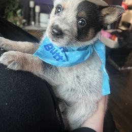 Girl 1 - Blue female Australian Cattle Dog puppy in Norton, Ohio from Australian Cattle Dog Company