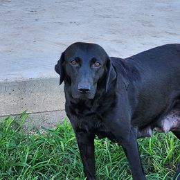 Bella - Labrador Retriever