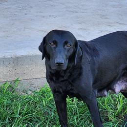 Bella - Labrador Retriever
