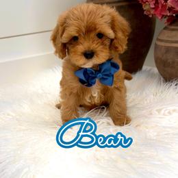 Bear - Red male Cavapoo puppy in Buford, Georgia from Petite Posh Puppies