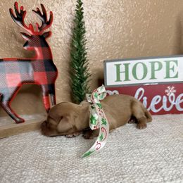 Cream girl - Cream female Dachshund puppy in Winter Haven, Florida from Davidson's Dachshunds