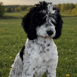 April - Bernedoodle