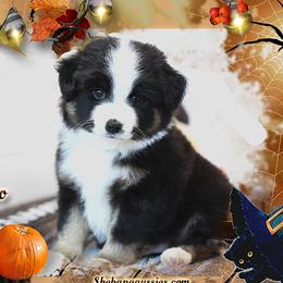 Miniature Australian Shepherd puppies from Shebang Aussies