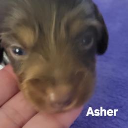 Asher - Chocolate and tan male Dachshund puppy in Onalaska, Texas from Weenies on the Lake