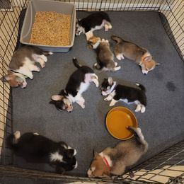 Pembroke Welsh Corgi Puppies from Salted Rim Corgis