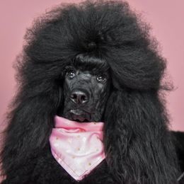 Poodles from Silhouette Poodles
