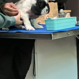 Cocker Spaniel Puppies from Mable meadows Cockers