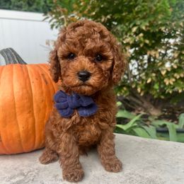 Azur - Red male Cavapoo puppy in West Jordan, Utah from Ruby's Cavapoos