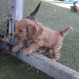Nickel  green collar - Red male Australian Labradoodle puppy in Provo, Utah from EllsWORTH Labradoodles LLC