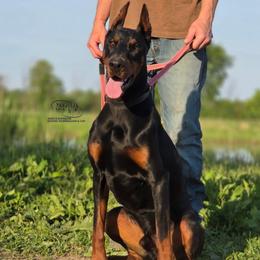 Vandal - Black and rust male Doberman Pinscher puppy in China Township, Michigan from Snell's Superior Kennel Dobermann & GSP