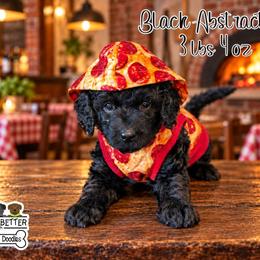 John Snow - Black male Goldendoodle puppy in Rockledge, Florida from Bellady's Shihpoos