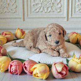 Biscuit - Red male Aussiedoodle puppy in Sparta, Missouri from Sis' Doodles & Poodles