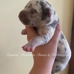 Benedict - Harlequin male Great Dane puppy in Hermon, Maine from Eastern Mountain Danes & Rottweilers