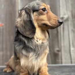 Kiara - Dachshund