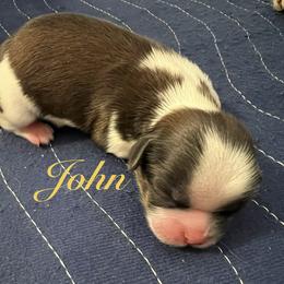 John - Gold and white male Shih Tzu puppy in Hemet, California from Aloha Shih Tzu