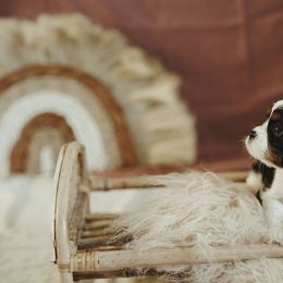 Cavalier King Charles Spaniel and Cavapoo Puppies from The Cav Family