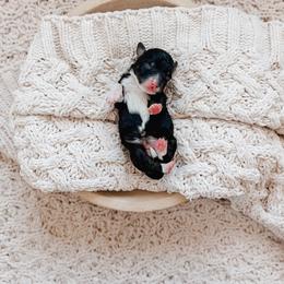 Atlas - Black and white male Bernedoodle puppy in Cold Spring, Minnesota from A.N.A. Doodles