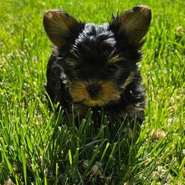 Awnia - Black and tan female Yorkshire Terrier puppy in Moses Lake, Washington from Harmony Hills Yorkies