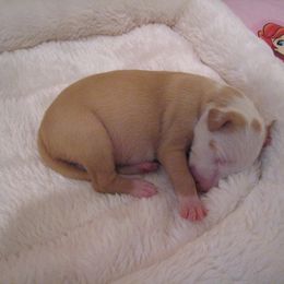 Ibizan Hound Puppies from Someday Ibizans
