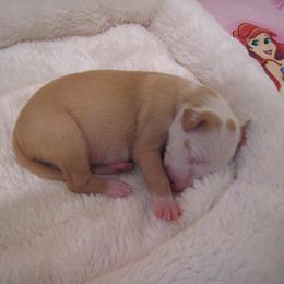 Ibizan Hound Puppies from Someday Ibizans