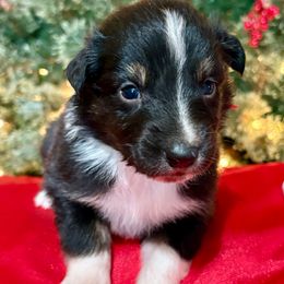Frank - Black tri-color male Australian Shepherd puppy in Preston, Idaho from KC Bar Ranch Aussies