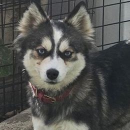 Pepper - Pomsky
