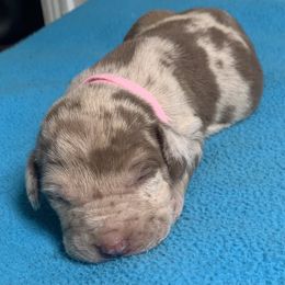 Girl 2 - Red merle female Catahoula Leopard Dog puppy in Gadsden, Alabama from Rich Cat’s