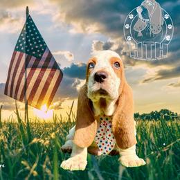 Thunder - Lemon and white male Basset Hound puppy in Dingess, West Virginia from Tuckers' Howling Hounds