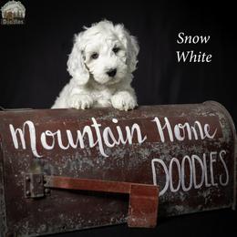 Snow White - Chalk female Australian Labradoodle puppy in Cashmere, Washington from Mountain Home Doodles