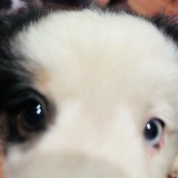 Black Jack - Black tri male Miniature American Shepherd puppy in Greenboro, North Carolina from Rustlingrass Miniature American Shepherds