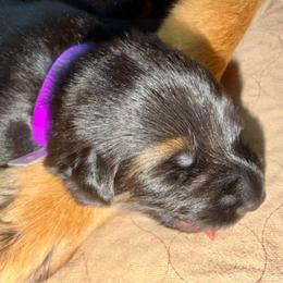 Purple Girl (Assign on Pick up) - Black and red female German Shepherd puppy in Davie, Florida from Vom Broward Haus