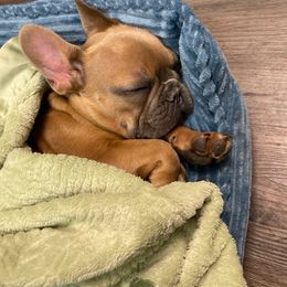 French Bulldog Puppies from Southern Dreams Farm, LLC