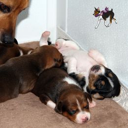 Rat Terrier Puppies from River Ridge Rat Terriers