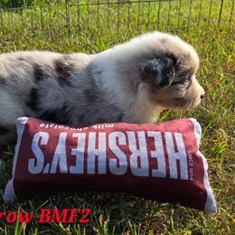Blue merle female - Blue merle female Australian Shepherd puppy in Browerville, Minnesota from Rustic River Ranch Aussies