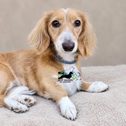 Love - Dachshund