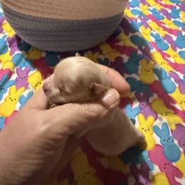 Cortland - Fawn male Chihuahua puppy in Seneca, Missouri from Stephanie’s Puppy Colony