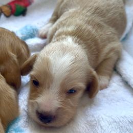 Jingle - Cream male Dachshund puppy in Vero Beach, Florida from Joseph’s Dachshunds
