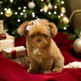 Chow Chow, Goldendoodle, and Poodle Puppies from Regal Canine Creations